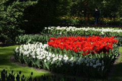 Tagesausflug von 55+ zum Keukenhof